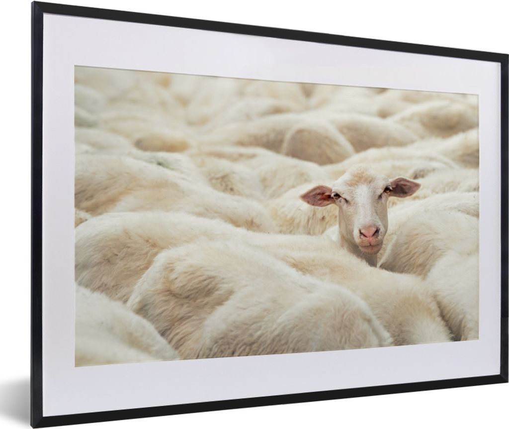 MuchoWow MuchoWow Gerahmtes Poster Schaf - Tierkopf - Weiß 60x40 cm - Poster mit zchwarzem Bilderrahmen - Schlafzimmer - Plakat in Rahmen - Dr...