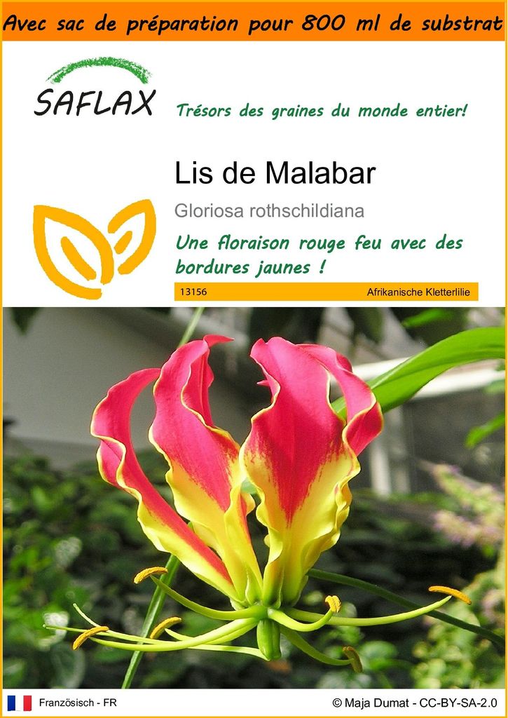 SAFLAX Garden in the bag - Lis de Malabar - 15 graines - Image du produit 