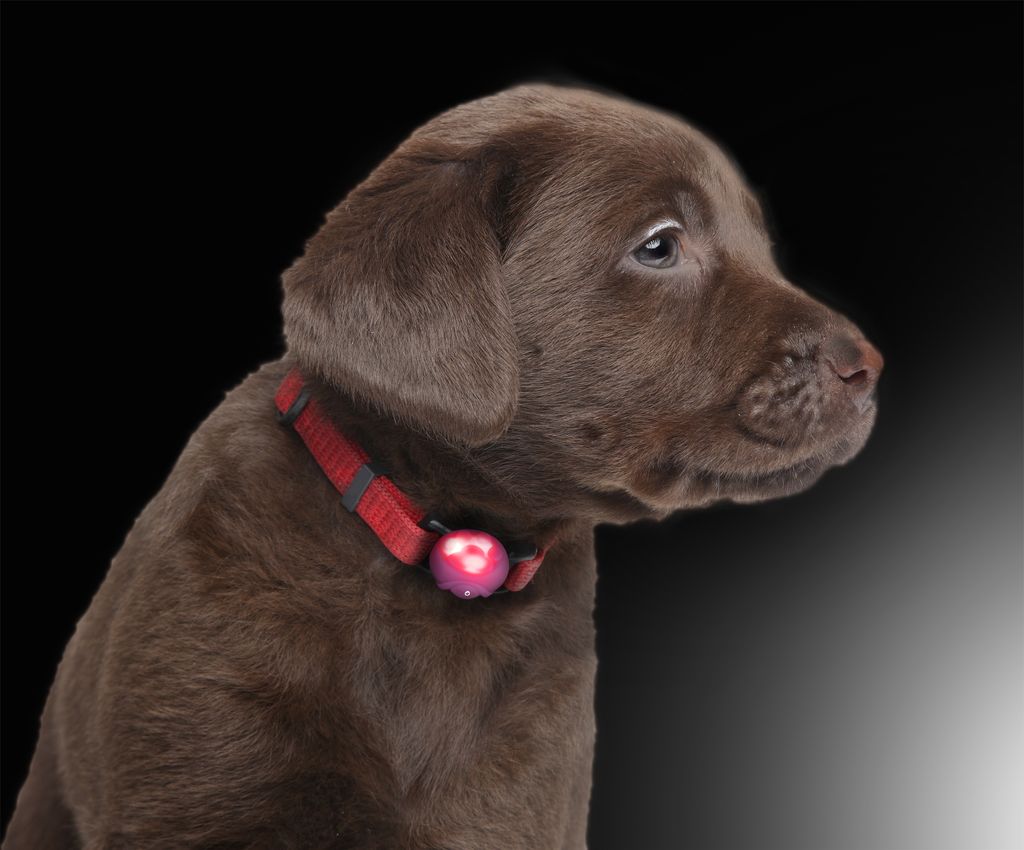 PRECORN LED Leuchtanhänger Set für Hunde