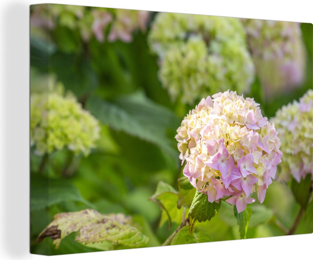 OneMillionCanvasses - Leinwandbilder - 150x100 cm, Rosa Hortensie in der Sonne, Wandbilder Kunstdruck Wanddekoration
