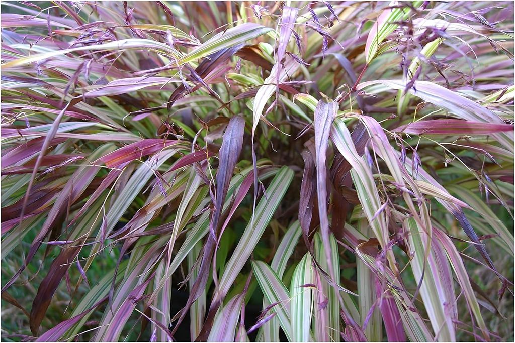 Stauden Gänge 5 x Hakonechloa macra 'Naomi' im 1 Liter Topf - Japanisches Berggras - Von sonnigem Gold zu leuchtendem Rot