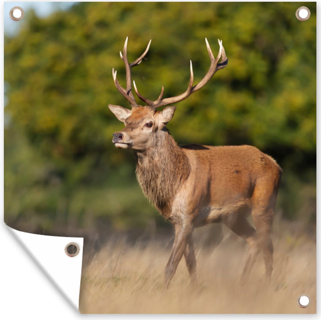 MuchoWow 100x100 cm Outdoor-Poster Gartendeko Sichtschutz Garten Poster für den Garten Tiere - Hirsche - Geweihe - Waldtiere - Natur