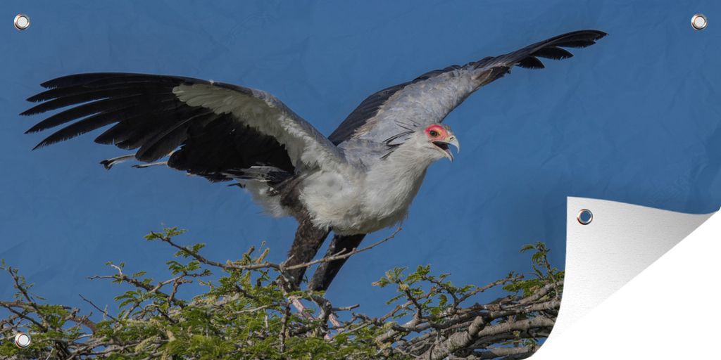 MuchoWow 160x80 cm Outdoor-Poster Gartendeko Sichtschutz Garten Poster für den Garten Panorama eines abfliegenden Sekretärs