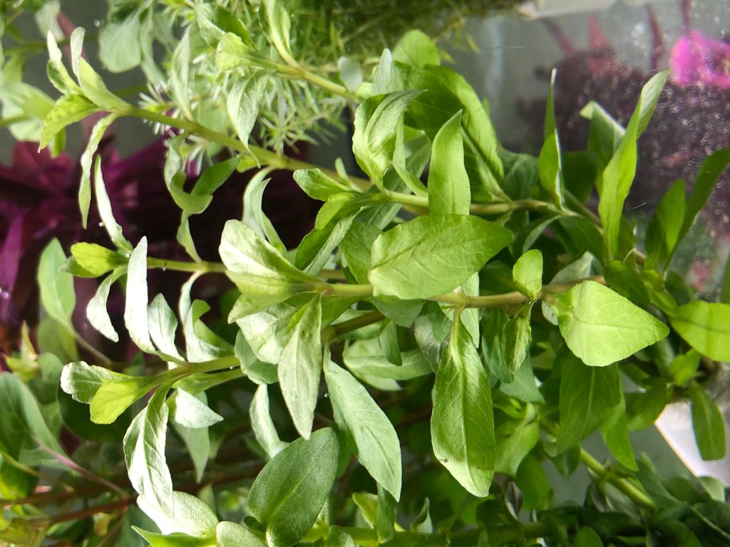 5 Bund Hygrophila polysperma Indischer Wasserfreund