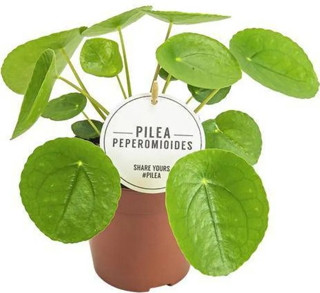 Pilea Peperomioides Plante d'Intérieur Ø13cm Hauteur 20cm Verte