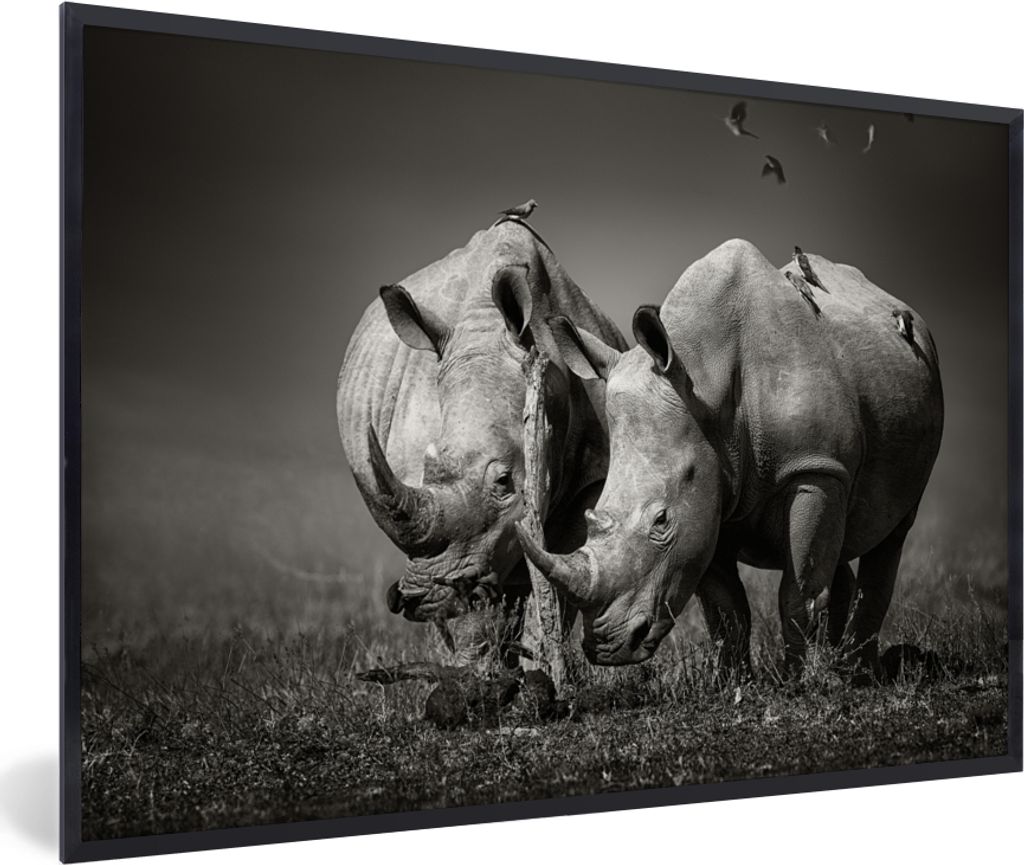 MuchoWow Gerahmtes Poster Nashorn - Vogel - Tiere - Landschaft - Schwarz und weiß 90x60 cm - Poster mit Schwarzem Bilderrahmen Wandposter Rahmen...