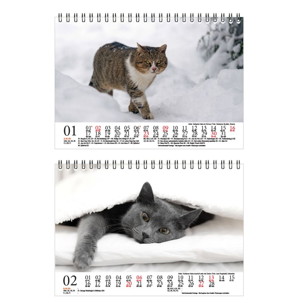 Seelenzauber Katzenzauber DIN A5 Wandkalender für 2022 Katzen und Katzenbabys