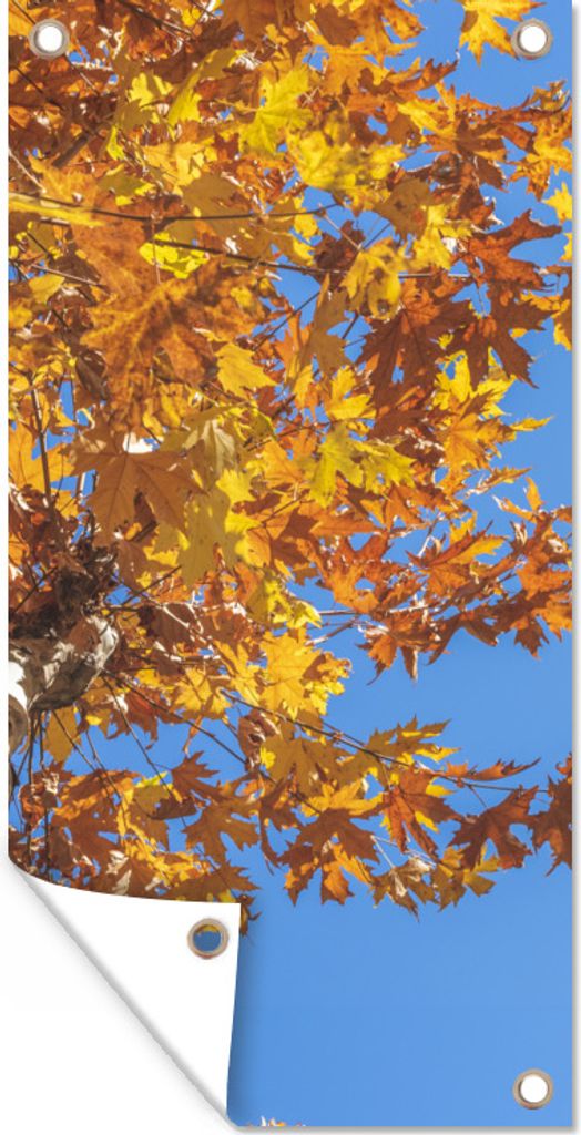 MuchoWow 80x160 cm Outdoor-Poster Gartendeko Sichtschutz Garten Poster für den Garten Herbst - Bäume - Orange