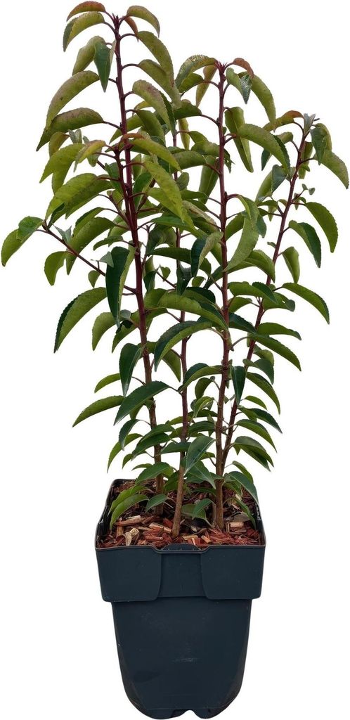 Chickasa-Pflaume – Prunus lusitanica Angustifolia – 6 Pflanzen – Heckenpflanze 1 m – Immergrün – Blatt grün – 17 cm – Höhe 50 cm ...