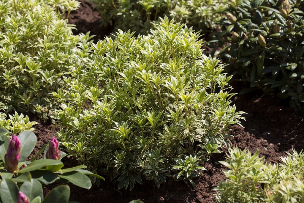 Pieris japonica 'Variegata', Japanische Lavendelheide, bunt, 40–50 cm