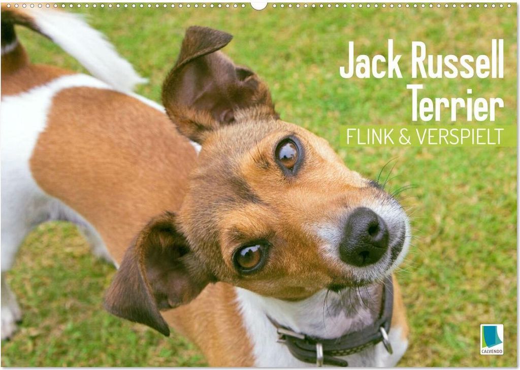 Jack Russell Terrier: flink und verspielt (Wandkalender 2026 DIN A2 quer), CALVENDO Monatskalender