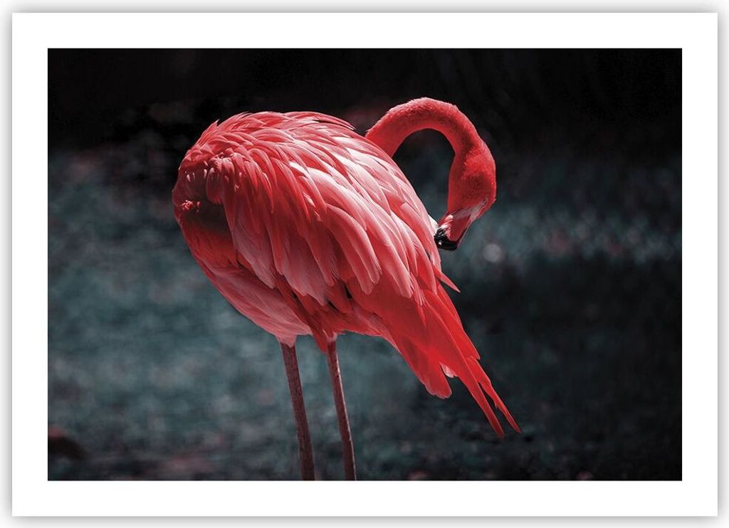 Poster - Poster ohne Rahmen - Flamingo Rosa Vogel - 70x50 cm - Wand Bild - Wanddeko - Wandbilder - Kunstposter - Wandposter - Bilder - Kunstdruck -...