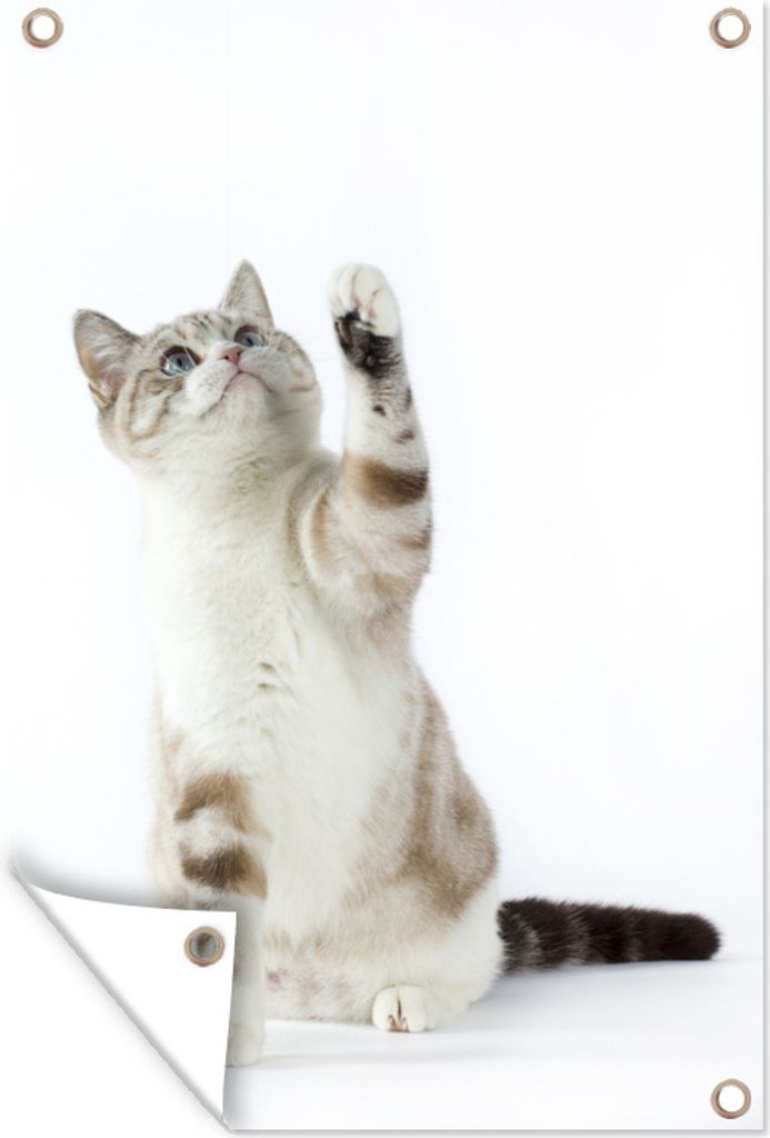 MuchoWow 40x60 cm Outdoor-Poster Gartendeko Sichtschutz Garten Poster für den Garten Spielende Katze auf weißem Hintergrund
