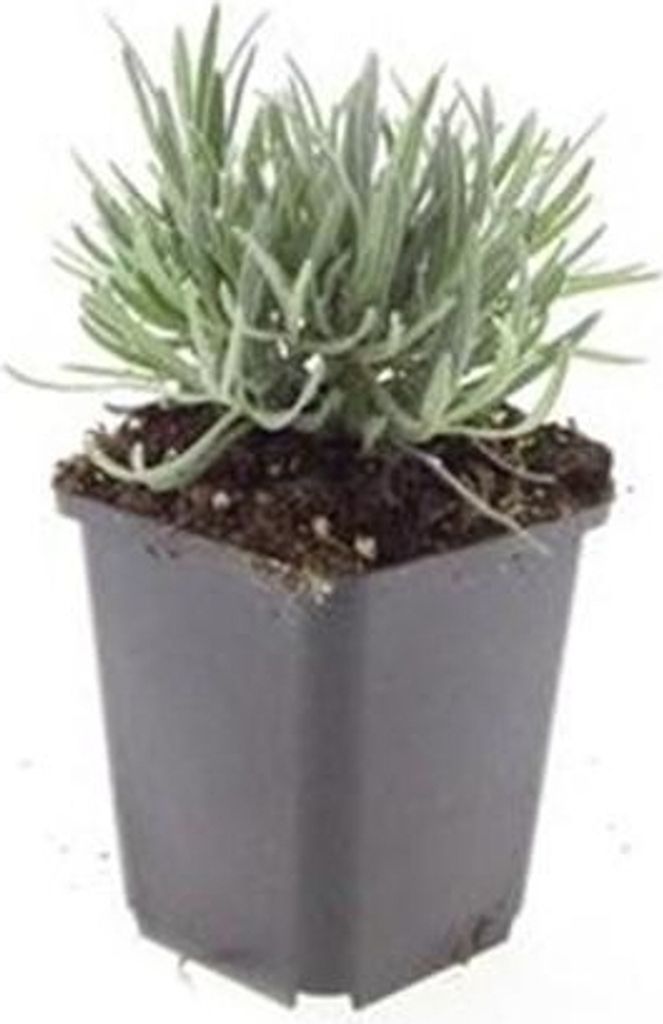 Lavande blanche de Provence - Lavandula intermedia Image du produit 