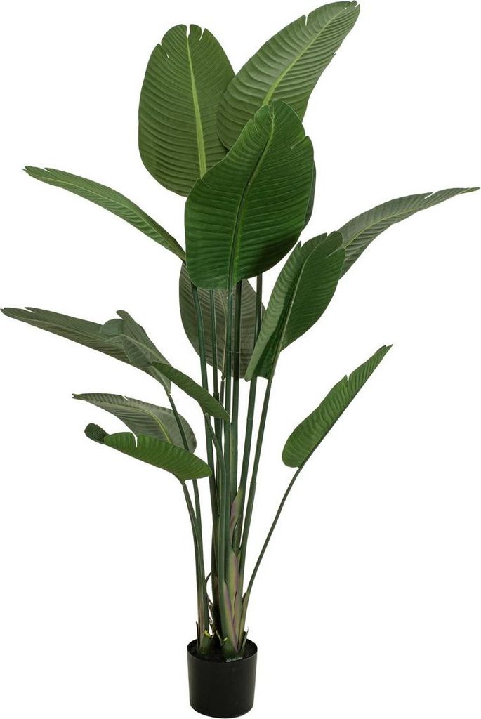 EUROPALMS Strelitzie, Kunstpflanze, 170cm