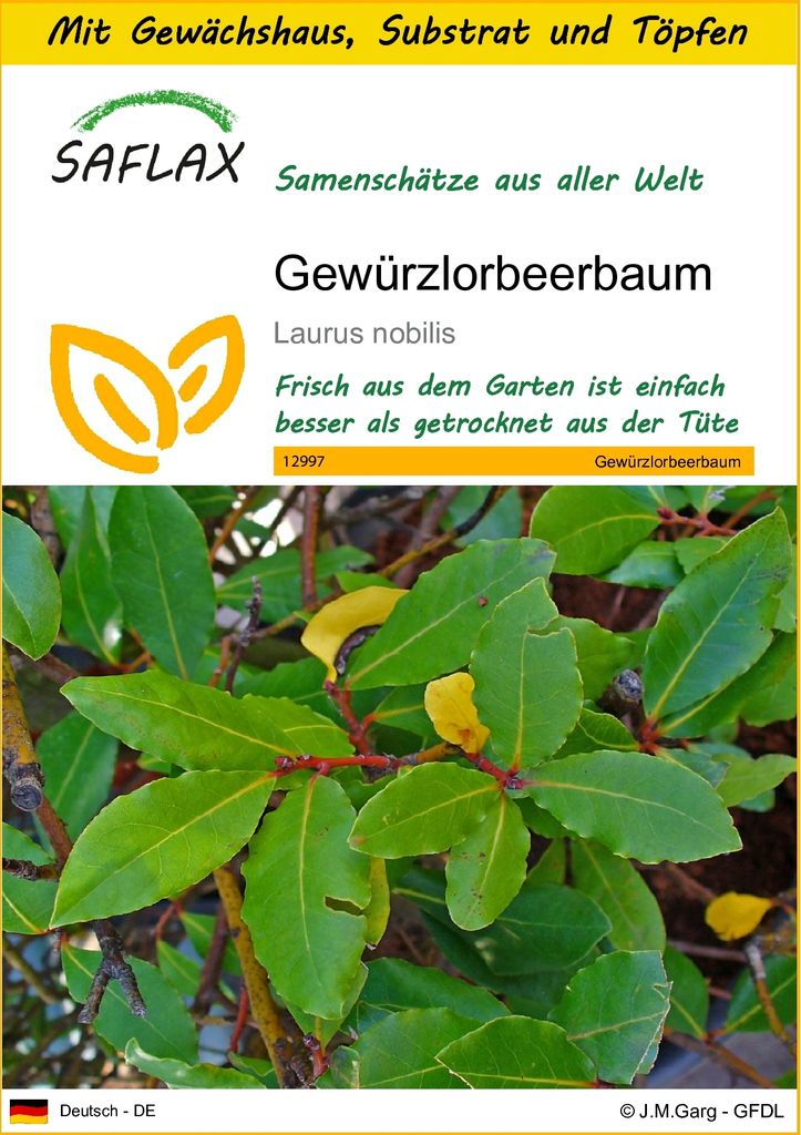 SAFLAX Anzucht Set - Gewürzlorbeerbaum - Laurus nobilis - 6 Samen - Mit Mini-Gewächshaus, Anzuchtsubstrat und 2 Töpfen