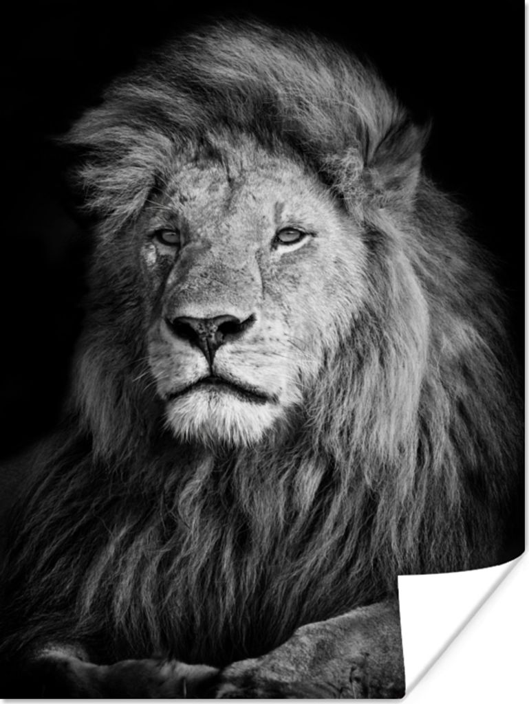 MuchoWow Poster Wildlife - Löwe - Schwarz - Weiß 90x120 cm - Wohnzimmer