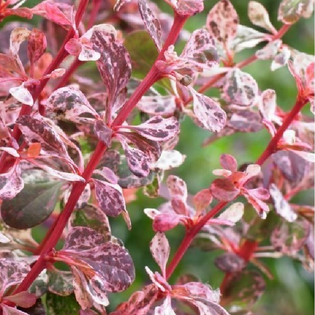 2 x  Prugnolo  - Berberis thunbergii 'Harlequin'  | 30-40 Immagine del prodotto 