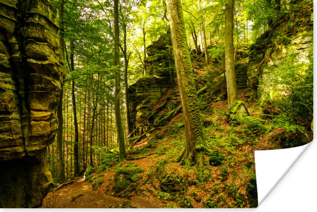 MuchoWow Poster Bäume - Stein - Wald - Natur - Pflanzen 120x80 cm - Bilder