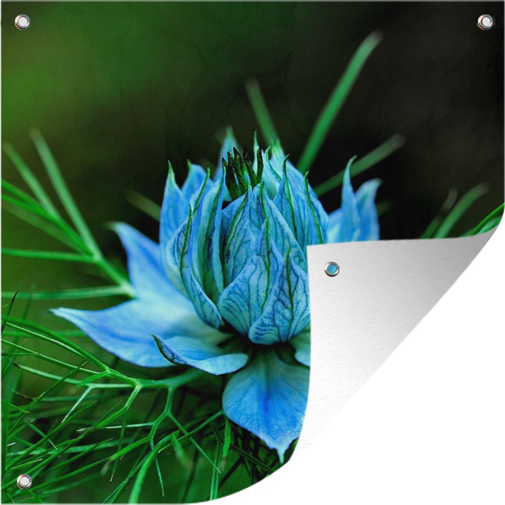 MuchoWow 100x100 cm Outdoor-Poster Gartendeko Sichtschutz Garten Poster für den Garten Eine Nigelblüte auf einer grünen Pflanze