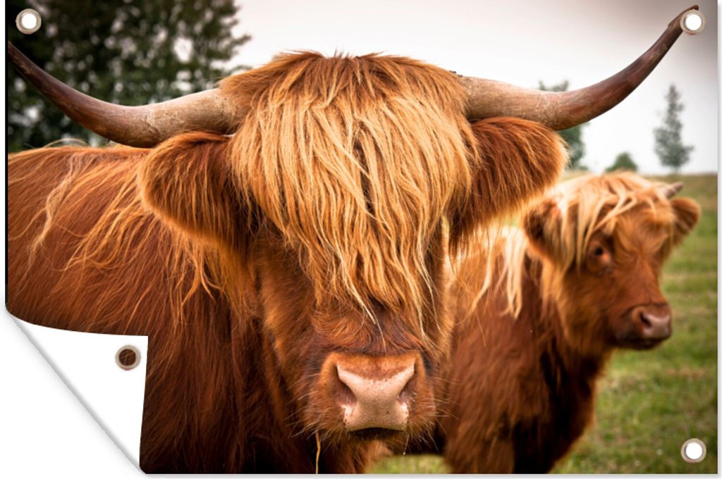 MuchoWow 60x40 cm Outdoor-Poster Gartendeko Sichtschutz Garten Poster für den Garten Schottische Highlander - Braun - Gras