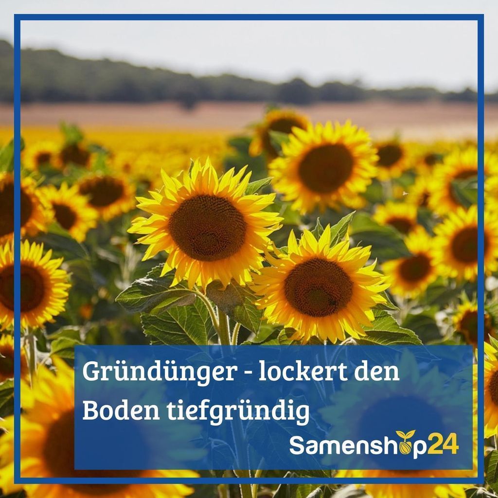 Kiepenkerl Saatgut Luzerne Medicago sativa fr 250 m 1 kg