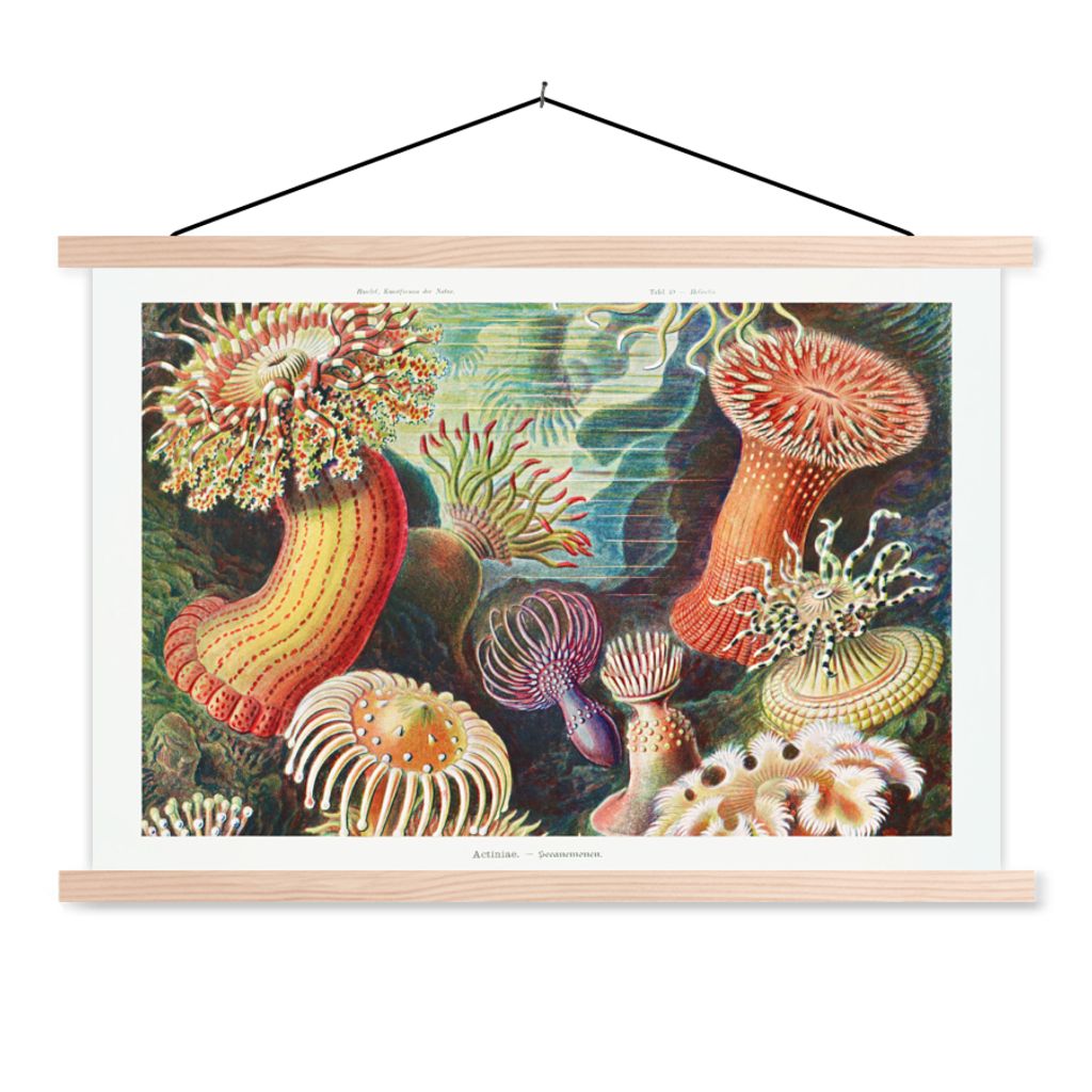 MuchoWow Textilposter Ernst Haeckel - Anemone - Retro - Natur - Pflanzen - Meer 120x80 cm mit holzfarbenen Rahmen - Aufhängeset