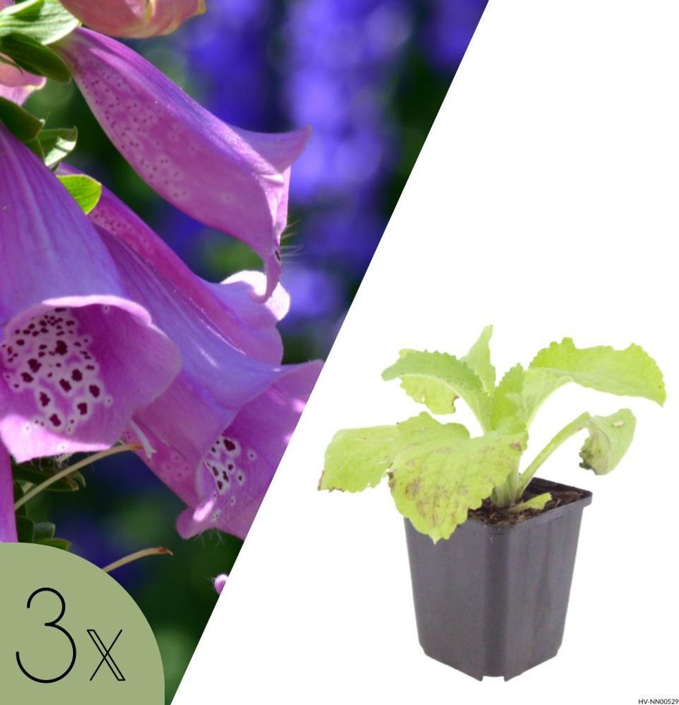 Fingerhut, Set mit 3 Pflanzen, Digitalis purpurea, bienenfreundliche Gartenpflanzen