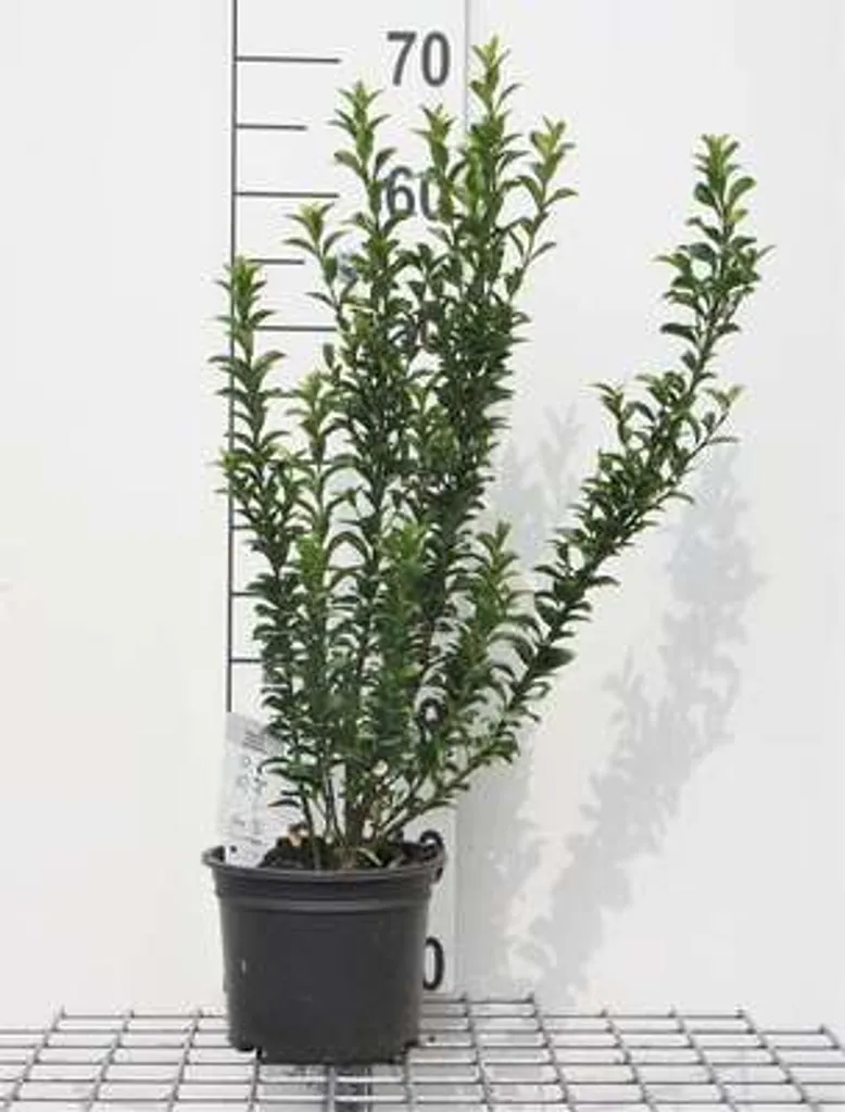 Euonymus Microphyllus Alternative au Buis Résistante Maladie 40 cm
