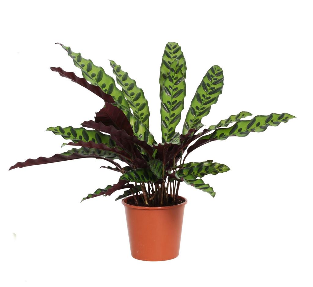 Calathea lancifolia 30cm Zimmerpflanze Produktbild 