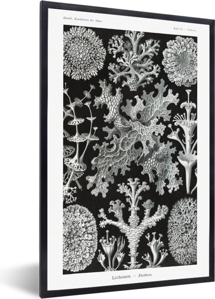 MuchoWow Gerahmtes Poster Kunst - Koralle - Ernst Haeckel - Alte Meister - Natur 60x90 cm - Poster mit Schwarzem Bilderrahmen Wandposter Rahmen F...
