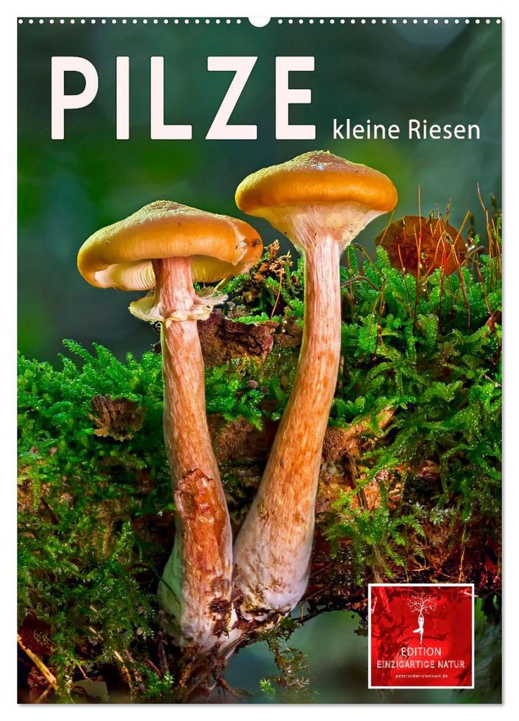 Pilze - kleine Riesen (Wandkalender 2027 DIN A2 hoch), CALVENDO Monatskalender