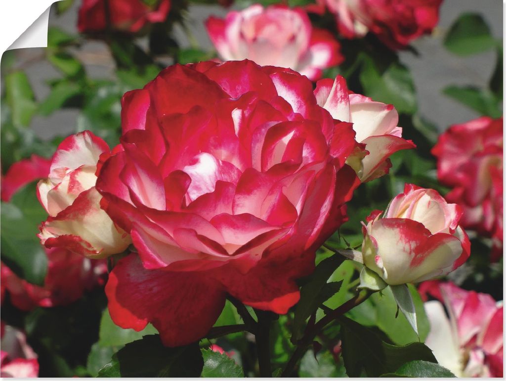 ARTland Poster Rot weiße Rosenblüte Größe: 120x90 cm