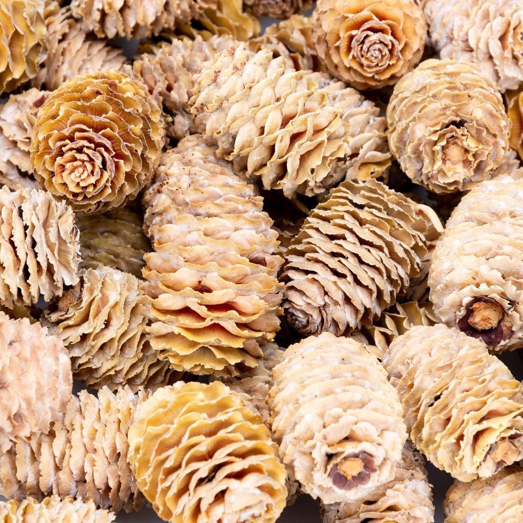 Leucadendron sabulosum Zapfen 0,5kg (ca. 50–70 Stück) Naturdeko aus Südafrika | Trockenblumen für Boho Hochzeit, Trauerfloristik, DIY Basteln,...