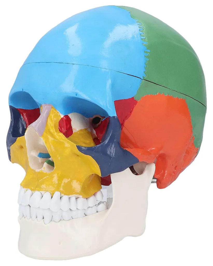 Crâne humain anatomique coloré : apprenez enfin l'ostéologie facilement