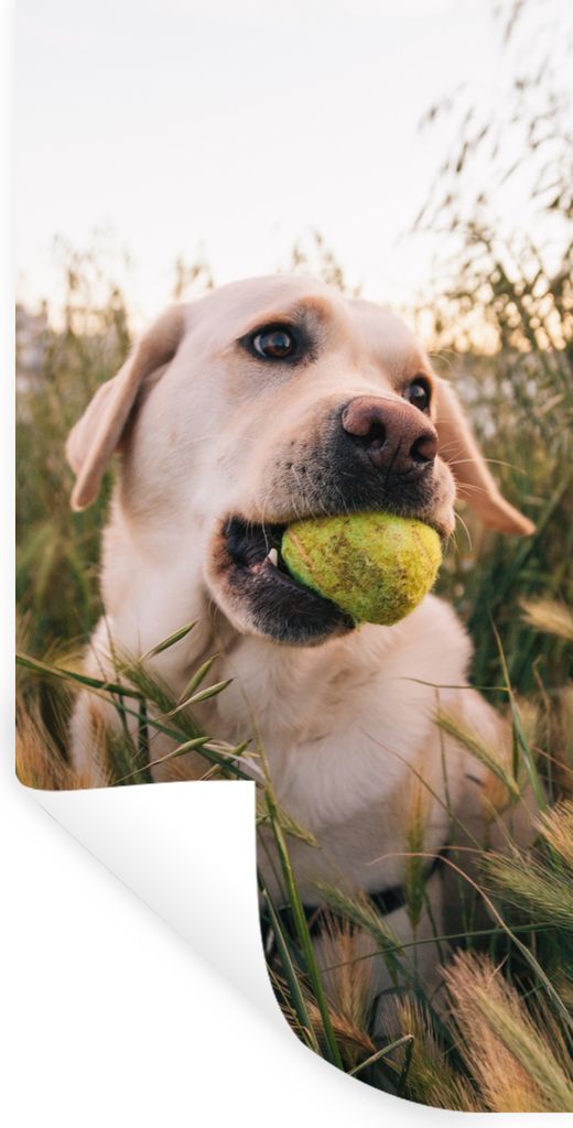 MuchoWow Wandtattoo Wandsticker Wandaufkleber Labrador Retriever spielt mit einem Tennisball im Gras 60x120 cm Selbstklebend und Repositionierbar...