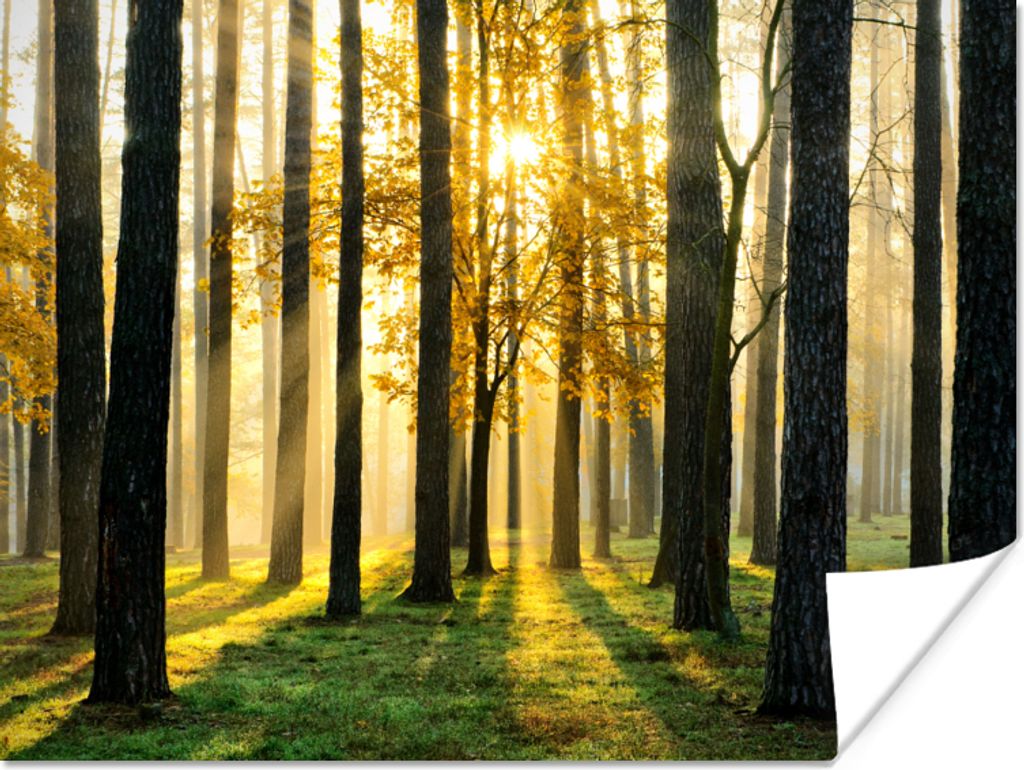 MuchoWow Poster Wald - Sonne - Bäume - Gras - Landschaft - Natur 80x60 cm - Kunst für zu Hause