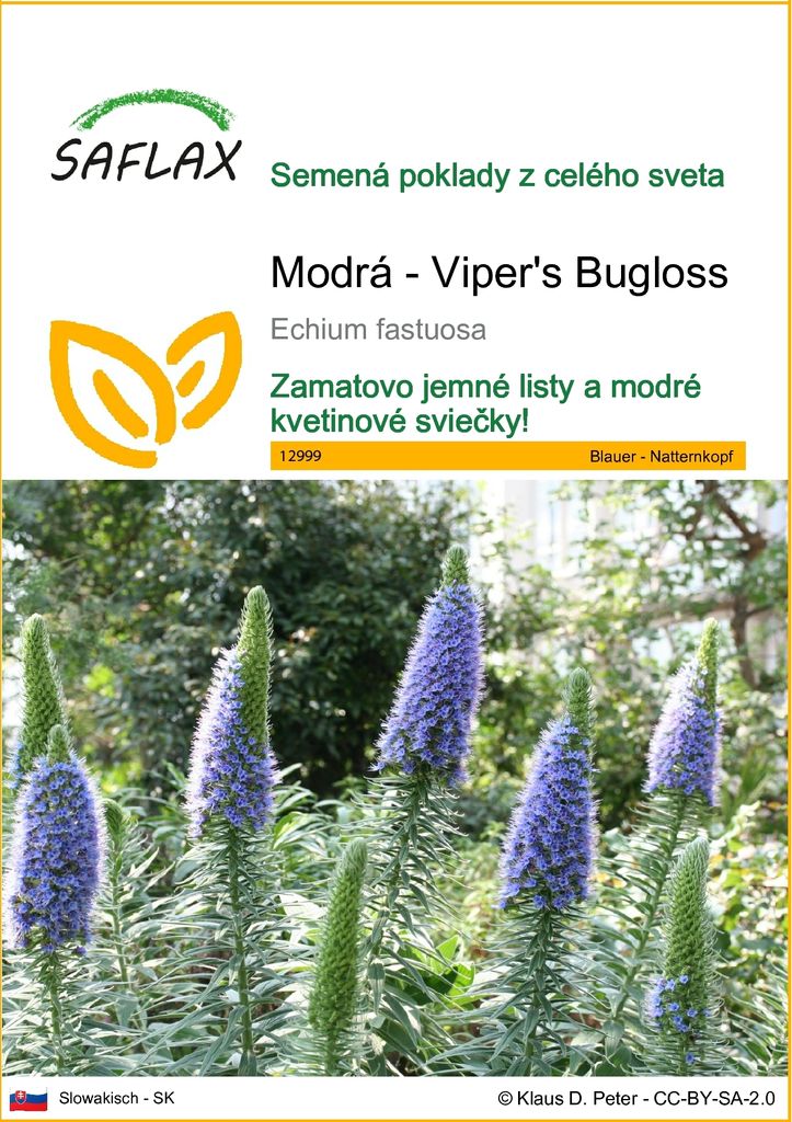 SAFLAX - Modrá - Viper's Bugloss - Echium fastuosa - 100 Obrázok produktu 