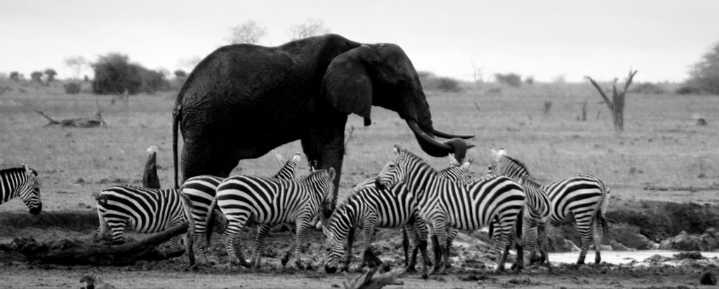 hansepuzzle 80787 - Afrika Panorama-Puzzle 2000 Teile | Natur Puzzle, 2028 Teile, Natur, 60,0 x 46,0cm mit hochwertiger Aufbewahrung, Kartonbox & B...