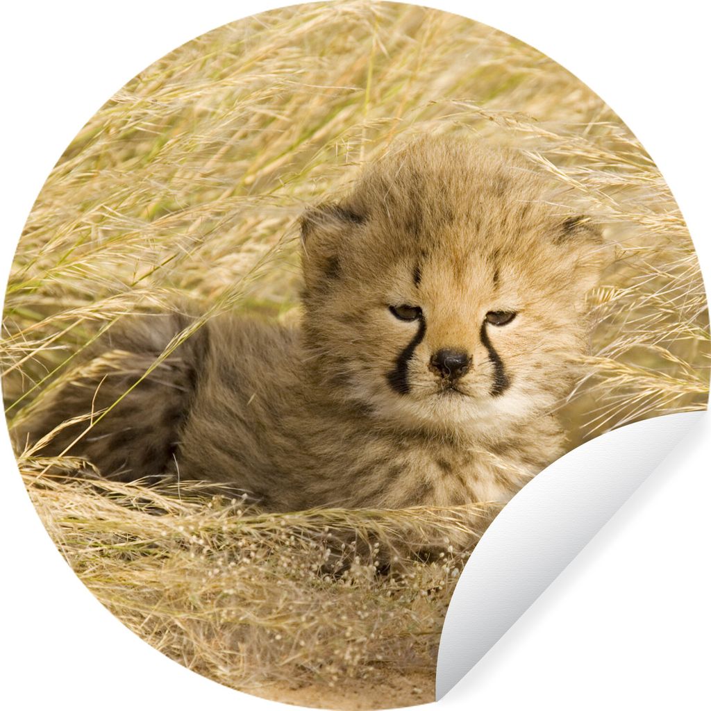 MuchoWow Runde Wandtattoo - Wandsticker Tapete Aufkleber Gepard - Jung - Gras Ø 100 cm Selbstklebend und Repositionierbar - Wandaufkleber - Krei...