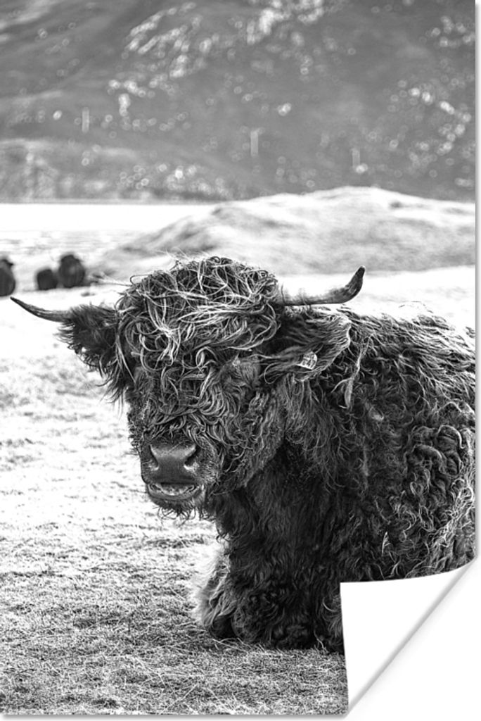 MuchoWow Poster Schottischer Highlander - Berg - Tiere 40x60 cm - Plakate für die Wand - Poster Babyzimmer