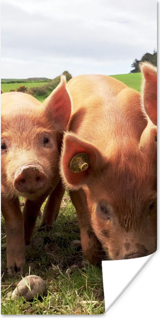 MuchoWow Poster Schweine - Groß - Tiere 40x80 cm - Dekoration