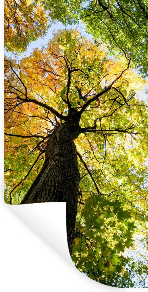 MuchoWow Wandtattoo Wandsticker Wandaufkleber Baum - Natur - Wald 60x120 cm Selbstklebend und Repositionierbar - Selbstklebend - Fototapeten