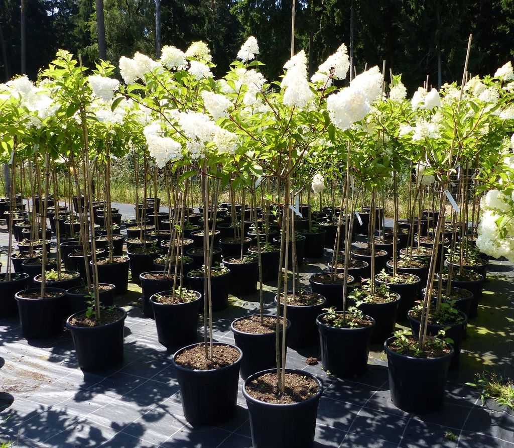 Hortensie Rispenhortensie Stamm 150 - 180 cm Candlelight Produktbild 