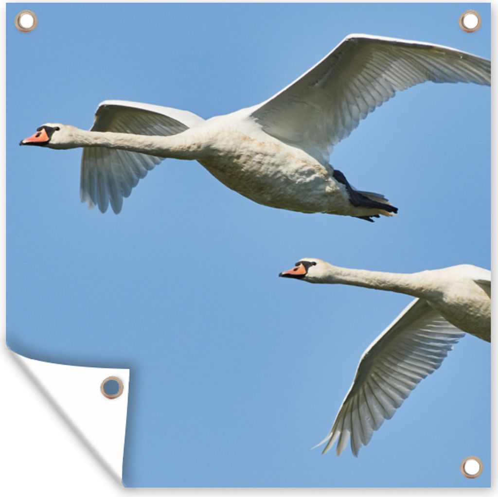 MuchoWow 100x100 cm Outdoor-Poster Gartendeko Sichtschutz Garten Poster für den Garten Schwan - Vogel - Himmel - Blau
