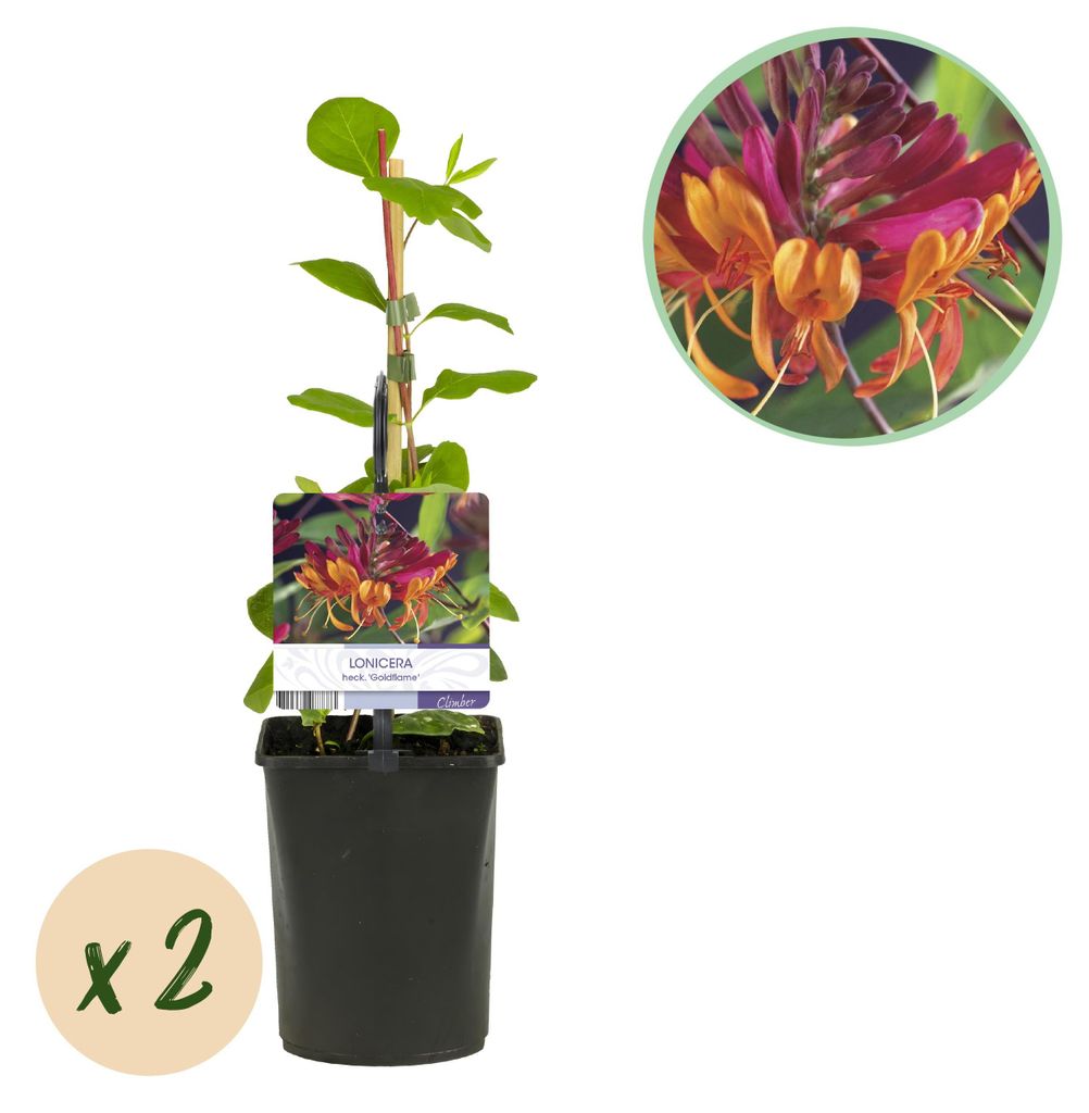 GreenboutiQ – Kletterpflanze Lonicera heckrottii 'Goldflame' (Duftendes Geißblatt) – Blüten Rosa-Gelb – Pflegeleicht – 2 Pflanzen im Topf...