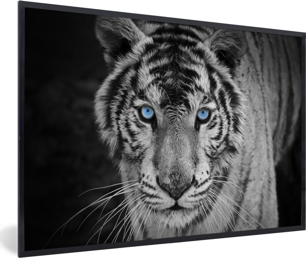 MuchoWow Gerahmtes Poster Tiere - Tiger - Schwarz und weiß - Augen - Blau 60x40 cm - Poster mit Schwarzem Bilderrahmen Wandposter Rahmen Foto Bi...