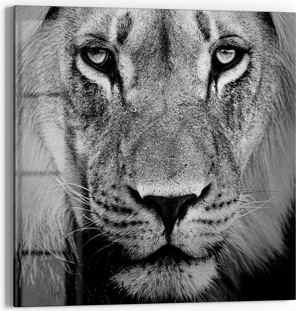 DEQORI Magnettafel Glas 30x30 cm 'Majestätischer Blick' beschreibbar Whiteboard Küche