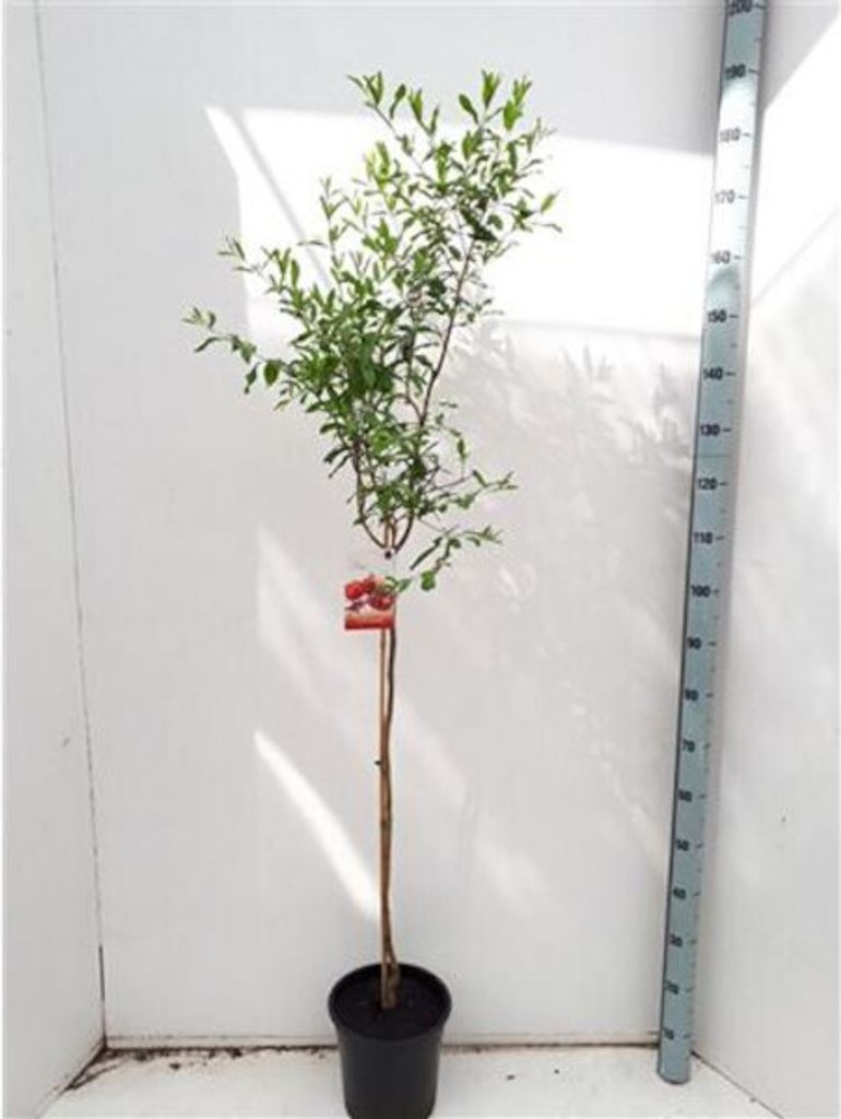 A potted pomegranate tree with a measuring stick next to it.