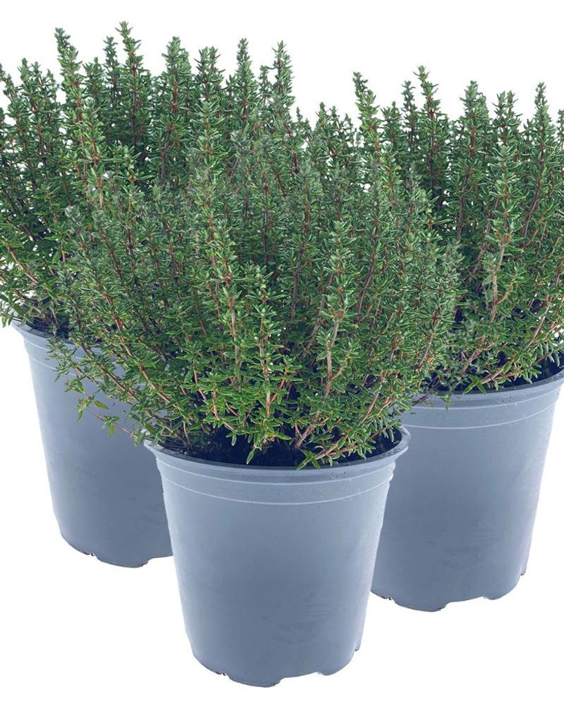 Enseleits 3er Set Italienischer XXL Thymian im 15cm Topf Produktbild 
